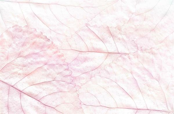 STAMPA DIGITALE GEMINI MVINILICO LEAF PINK MIS. AL MQ