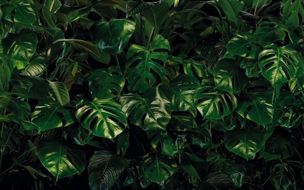 FOTOMURALE PURE 2 IN TNTFOLIAGE GREEN MIS.400X250CM (4 Teli)